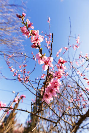blossomed branch with pink flowers on the blue background, note shallow depth of fieldの写真素材