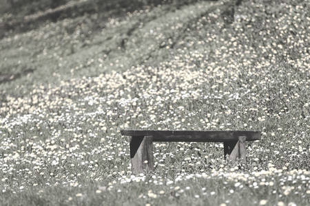 wooden bench in a meadow wild flowers, note shallow depth of fieldの写真素材