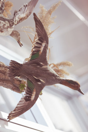 stuffed wild  duck as a trophy, note shallow depth of fieldの写真素材