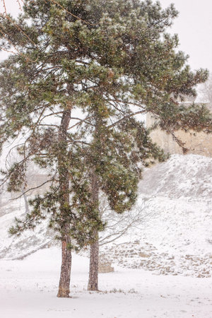 evergreen trees under the snow in the park, note shallow depth of field