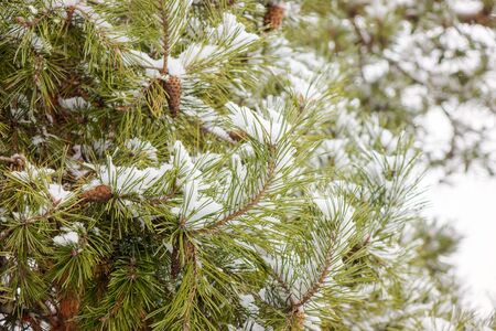 Branches of an evergreen tree covered with snowの写真素材