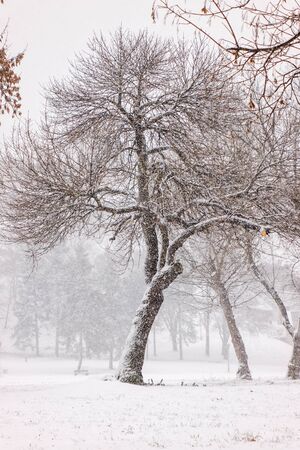 park under snow in Belgrade, note shallow depth of fieldの写真素材