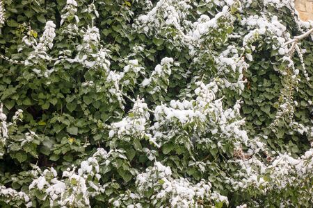 A crown of tree covered with snowの写真素材