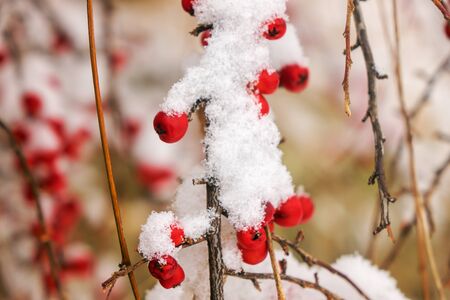 Wild poison berries covered with snow on bare branchesの写真素材