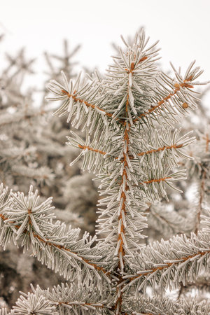 Branches of an evergreen tree covered with snow