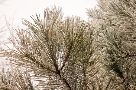 Branches of an evergreen tree covered with snowの写真素材