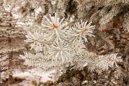Branches of an evergreen tree covered with snowの写真素材