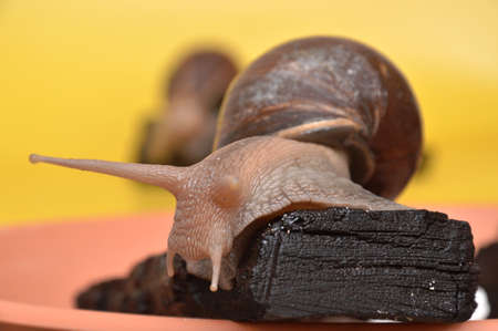 Giant African snail Achatina close upの写真素材