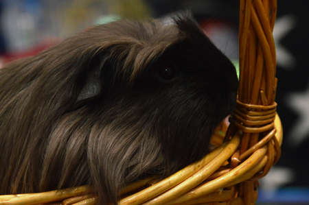 decorative domestic guinea pigs close-up. rodentsの写真素材