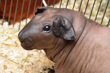 decorative domestic guinea pigs close-up. rodentsの写真素材