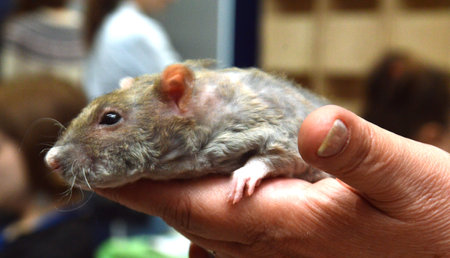 Decorative domestic rat of a dark color close-upの写真素材