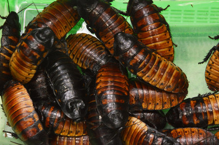 Exotic insects in their natural habitat