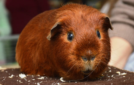 decorative domestic guinea pigs close-up. rodentsの写真素材