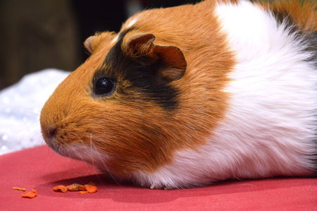 decorative domestic guinea pigs close-up. rodents