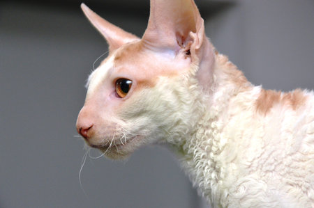 domestic cat. Close-up portrait of animal muzzle