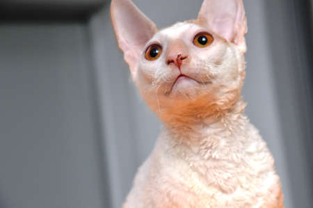 domestic cat. Close-up portrait of animal muzzleの写真素材