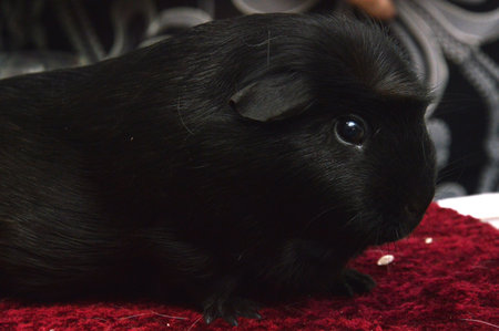 decorative domestic guinea pigs close-up. rodentsの写真素材