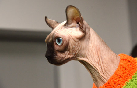 domestic cat. Close-up portrait of animal muzzleの写真素材