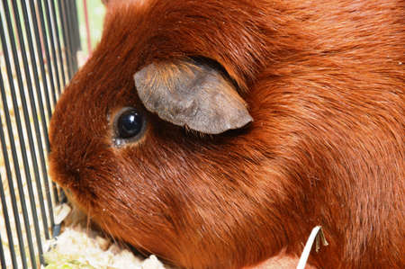 decorative domestic guinea pigs close-up. rodentsの写真素材
