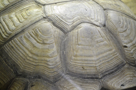 Giant turtles in natural habitat