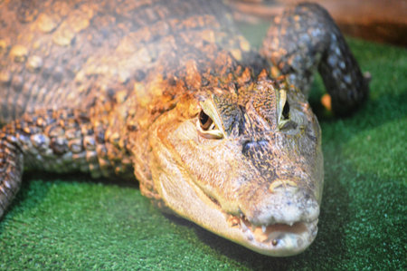 A stuffed Nile crocodile. Reptile torso fragments