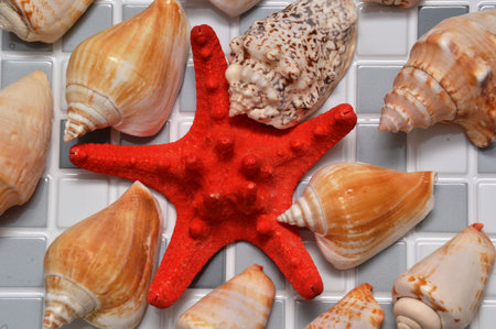 starfish and shells background