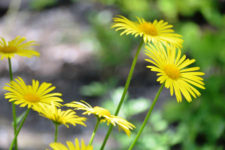 chamomile flower in summer timeの写真素材