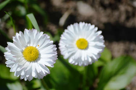 chamomile flower in summer timeの写真素材
