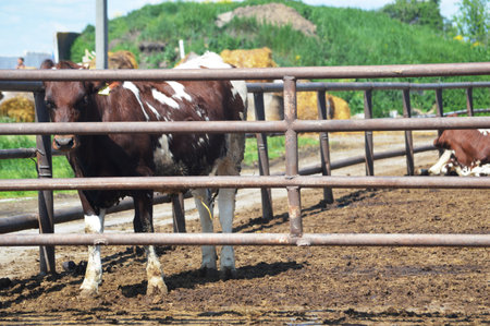 Cows graze in a meadow green. Milk is good for healthの写真素材