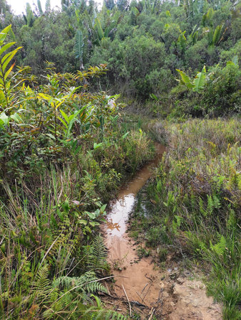 flora and fauna in madagascar
