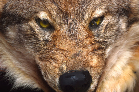 stuffed predatory forest animal wolf