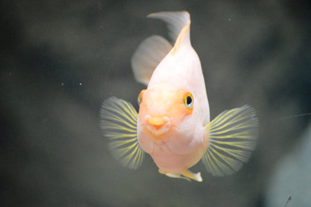 exotic fish in the aquatic environment
