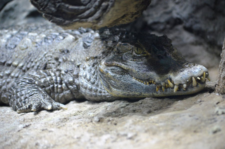 crocodile in natural environmentの写真素材