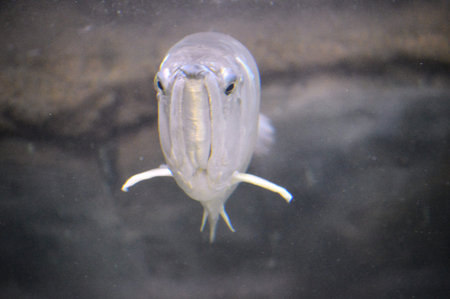 exotic fish in the aquatic environment