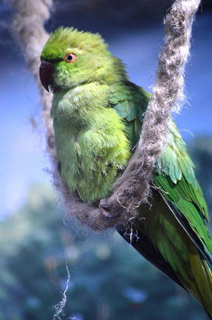 exotic birds in nature