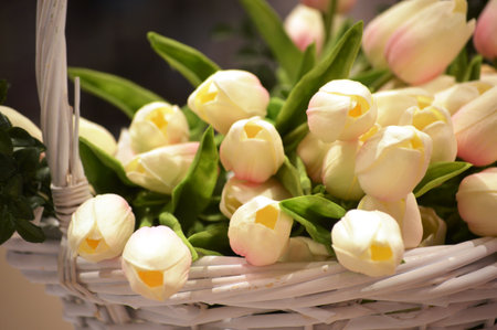 Bouquet of white tulips in a wicker basket.の写真素材