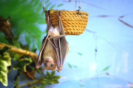 Bat hanging on a rope in a zoo. Bat hanging on a rope. Bat hanging on a rope in a zoo