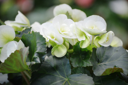 Begonia semperflorensis is a species of flowering plant in the family Begoniaceae.の写真素材