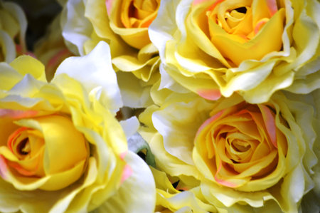 Yellow roses in a bridal bouquet, closeup of photoの写真素材