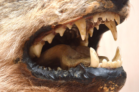 Close-up of a wolf's head with open mouth and teethの写真素材