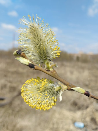 Willow branch with flowers in spring, close-up, selective focus