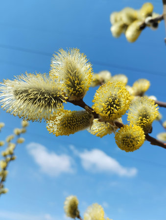Blossoming willow branch on blue sky background, close up