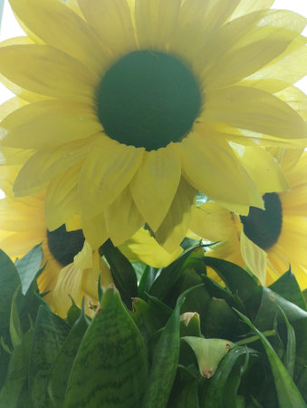 Sunflowers in a bouquet on a white background. yellow sunflowersの写真素材