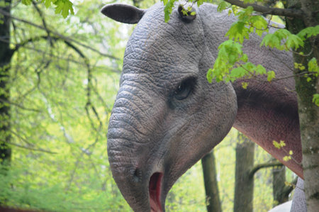 Rhinoceros in the zoo, close-up of the headの写真素材