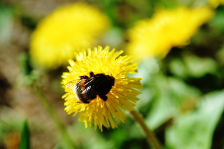 Bumblebee on a dandelion flower in the spring.