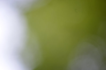 Green bokeh out of focus background from nature forest or parkの写真素材