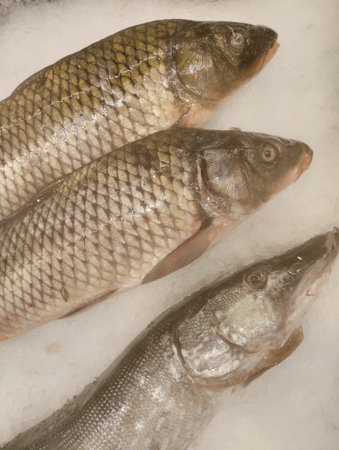 Fresh fish on ice in the supermarket. close up. selective focus.の写真素材