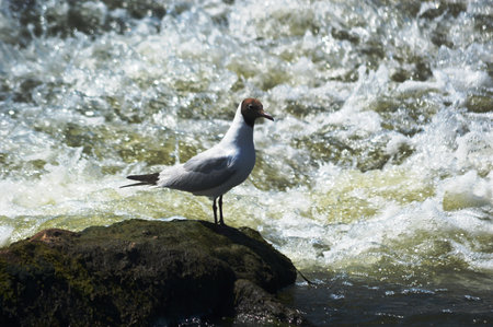Seagull on the rocks in the river. selective focus.の写真素材