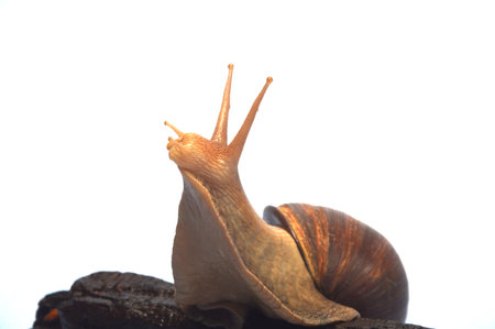 Snail on a white background. Snail on a white background.の写真素材