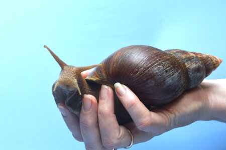 Snail in the hands of a girl on a blue background.の写真素材